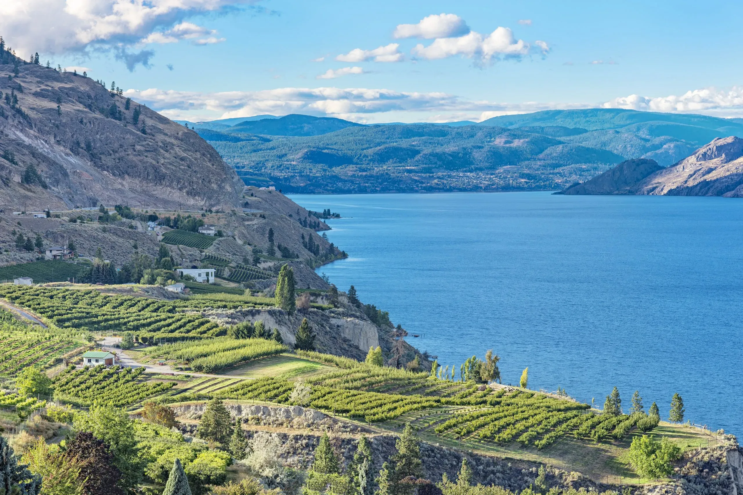Okanagan vineyard landscape